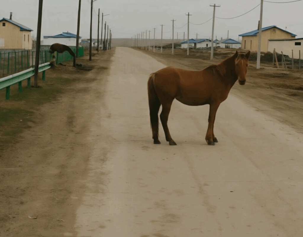 O cavalo estava parado bem no meio da estrada, impedindo meu carro de seguir — e, de repente, entendi por que ele não queria me deixar passar…