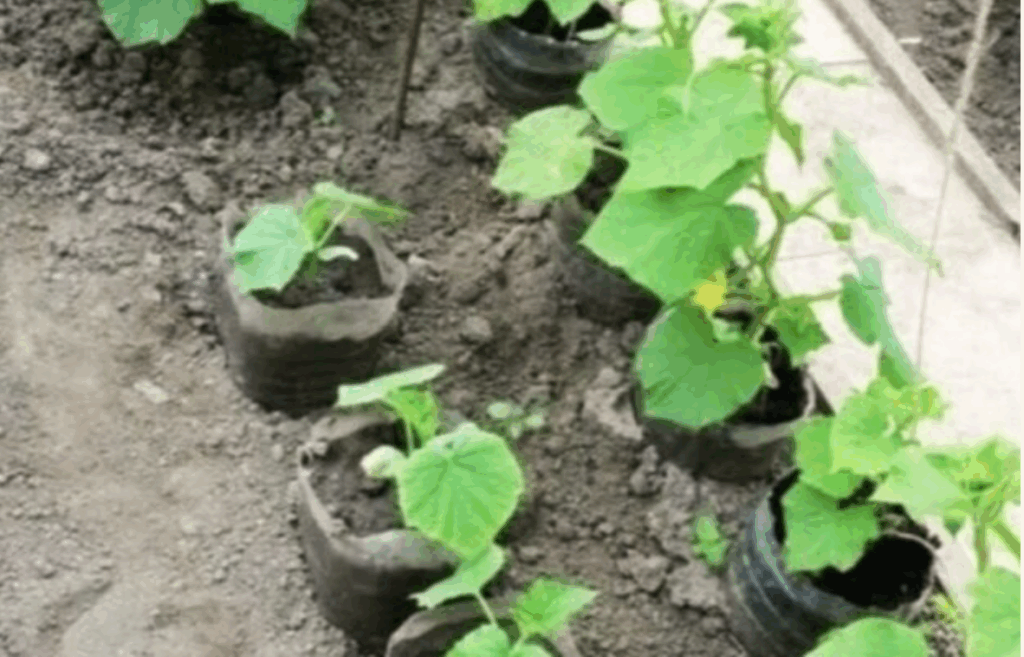 Descubra como colher uma enorme quantidade de pepinos em garrafas – sem esforço!