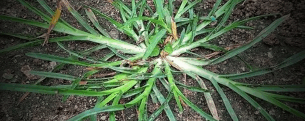 25 benefícios incríveis do amor-de-hortelão para a sua saúde 🌿✨