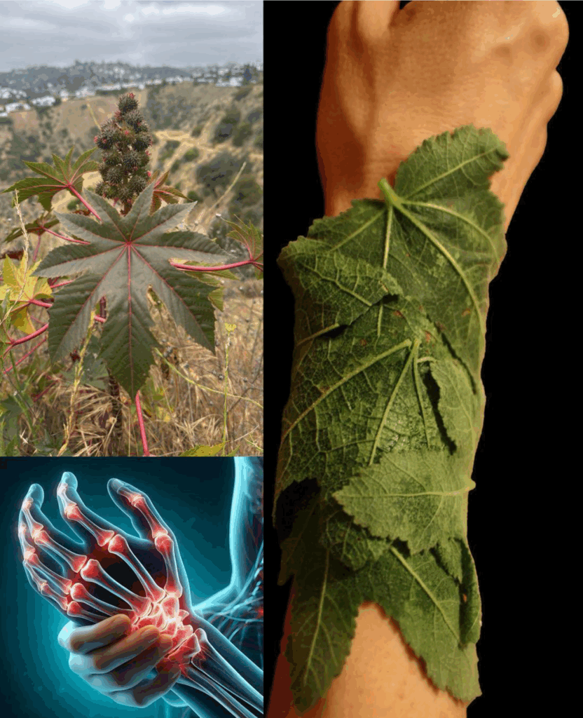 10 benefícios poderosos das folhas de mamona que você provavelmente não conhecia