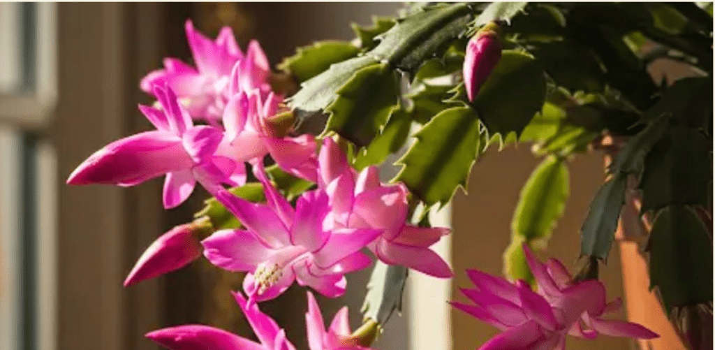 O segredo simples para um cacto-de-natal florescendo. Do que ele precisa para florescer abundantemente?